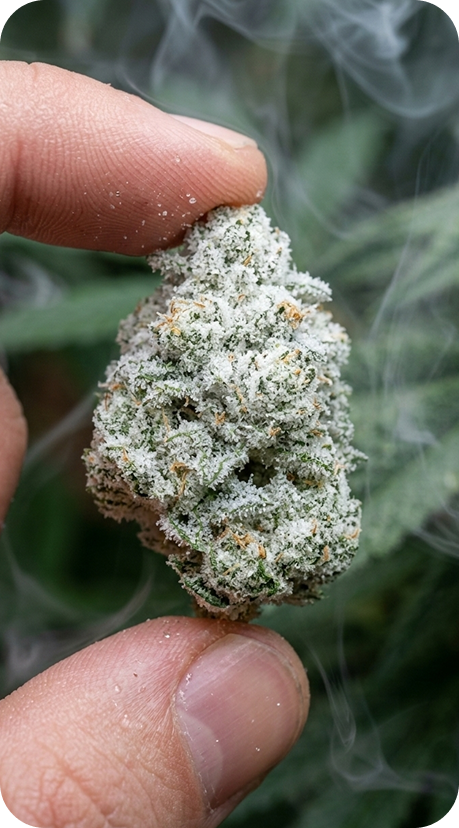 Buy THCa Flower Online
