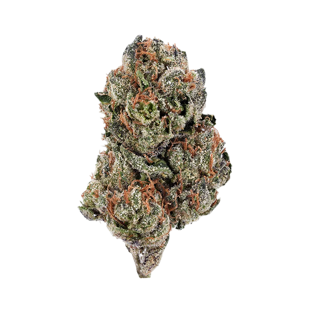 Gelato 41