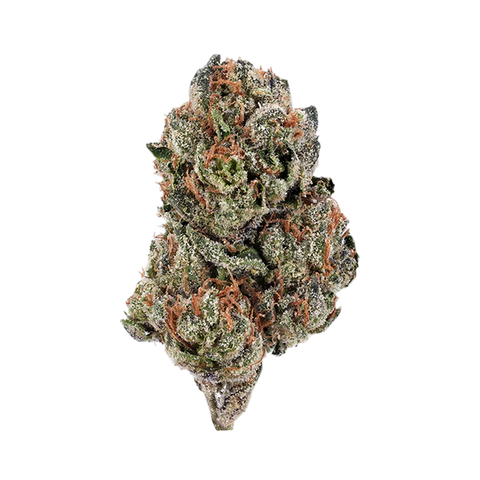 Gelato 41