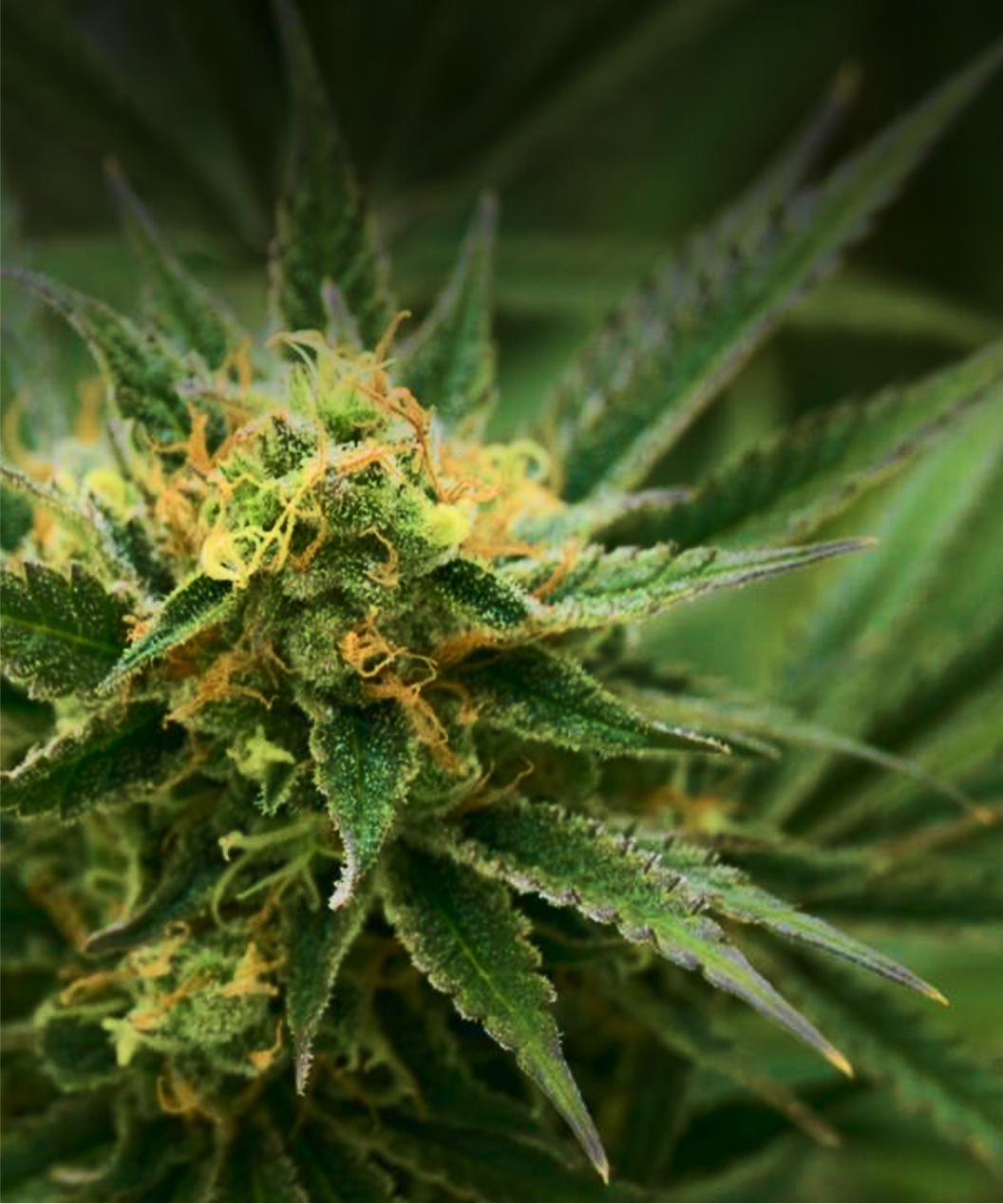 THC Flower Delivery in Austin, TX: Premium Cannabis Brought to Your Do – Black Rock Vape - Store Image