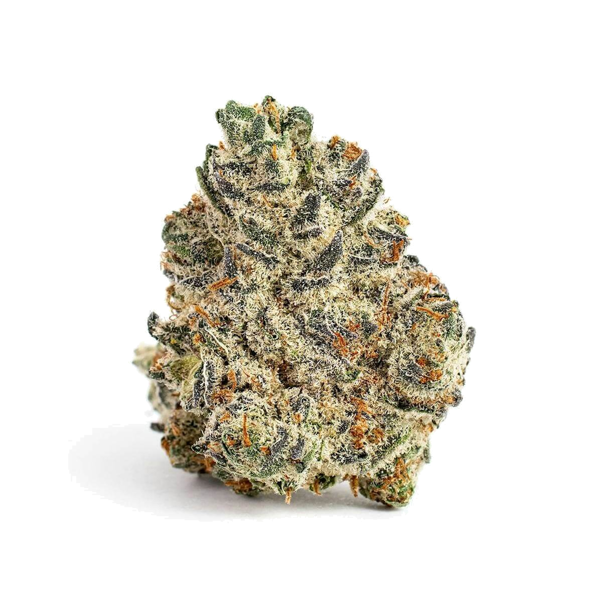 Oreoz Exotic