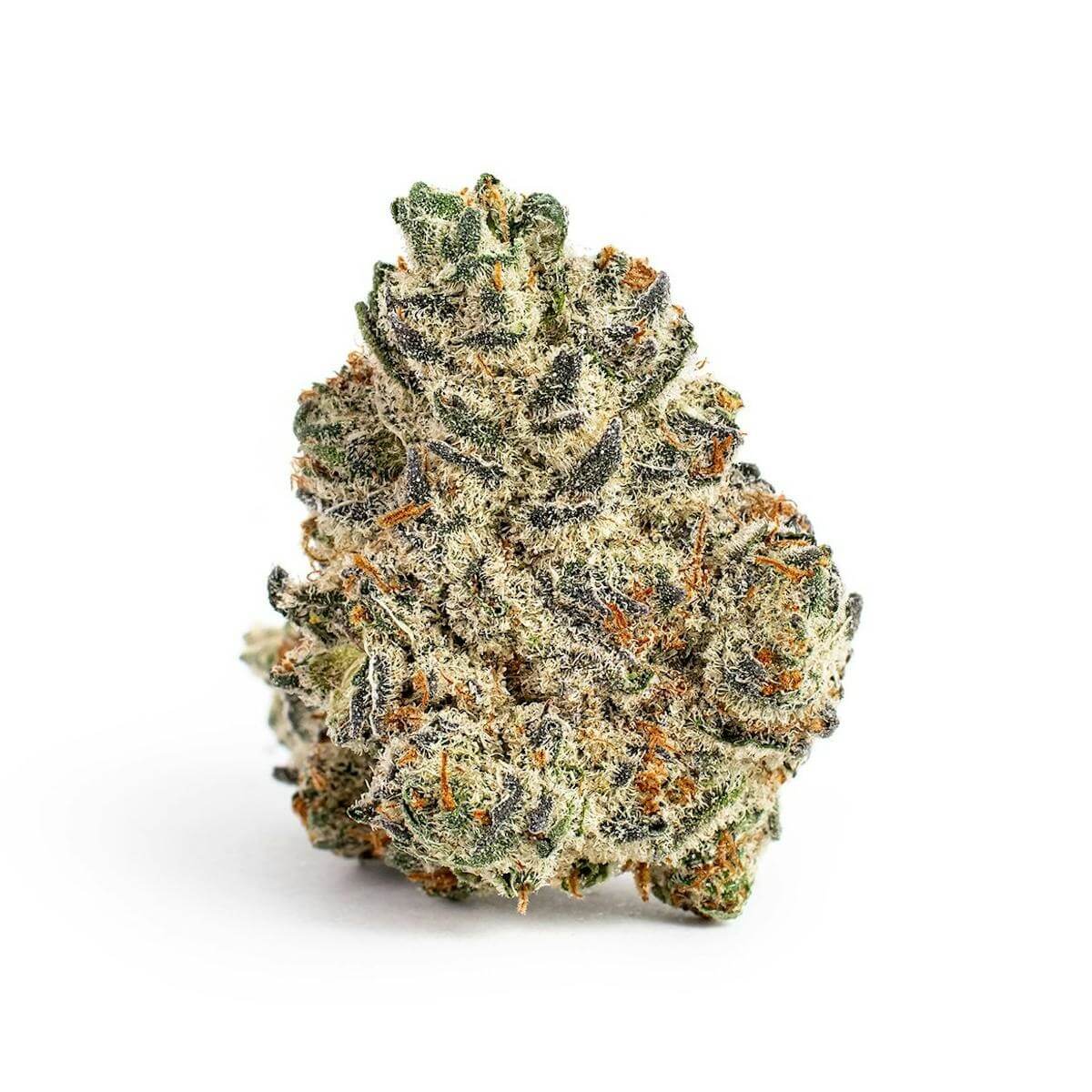 Oreoz Exotic